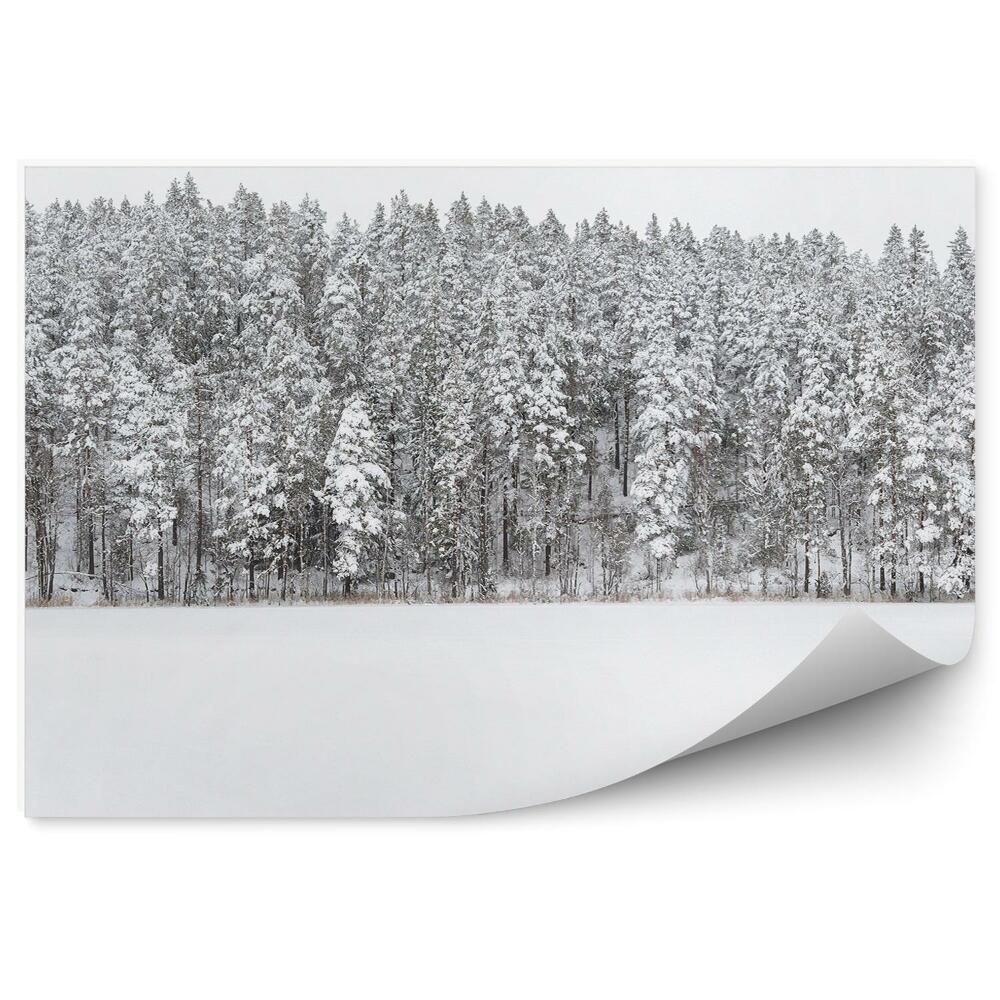 Fototapeta na zeď Les zimní sníh pohled na oblohu