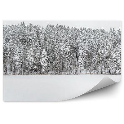 Fototapeta na zeď Les zimní sníh pohled na oblohu