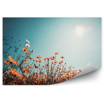 Fototapeta na zeď Pole na obloze