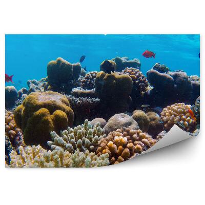 Samolepící fototapeta Podvodní korálový útes rejnoci Indický oceán
