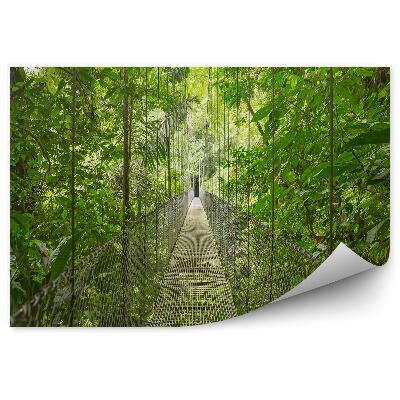 Fototapeta Cesta k visutému mostu v deštném lese