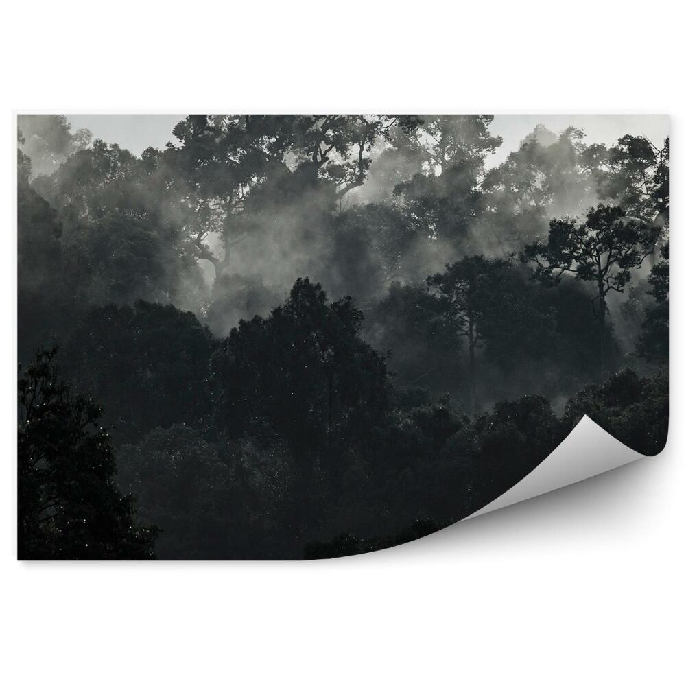 Samolepící fototapeta Černobílý tropický les