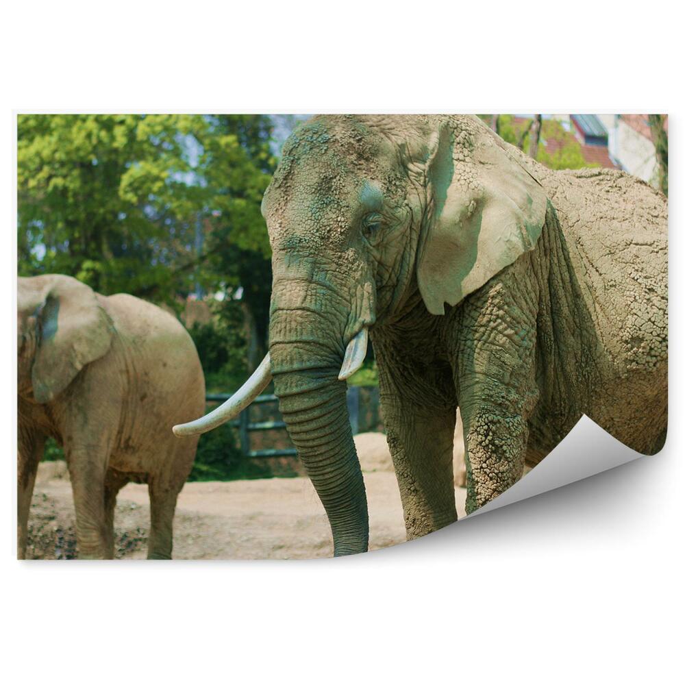 Samolepící fototapeta Sloni afričtí v zoo