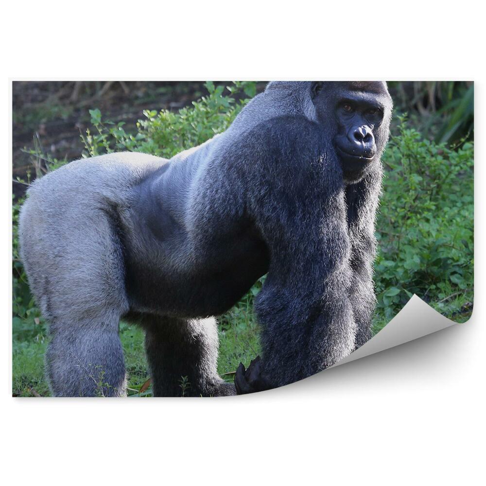 Fototapeta na zeď Gorila nížinná stříbrná