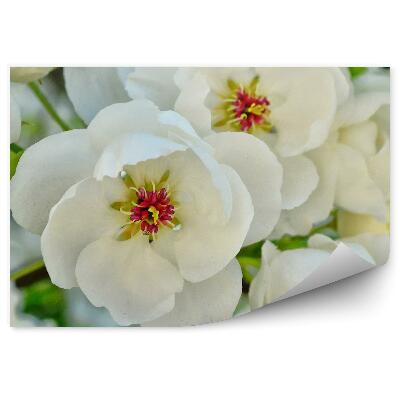 Samolepící fototapeta Bílá jabloň květy větev listy