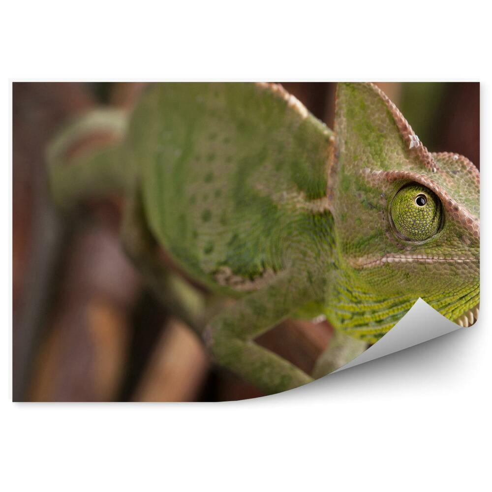 Fototapeta Chameleon na pozadí větviček