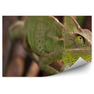 Fototapeta Chameleon na pozadí větviček