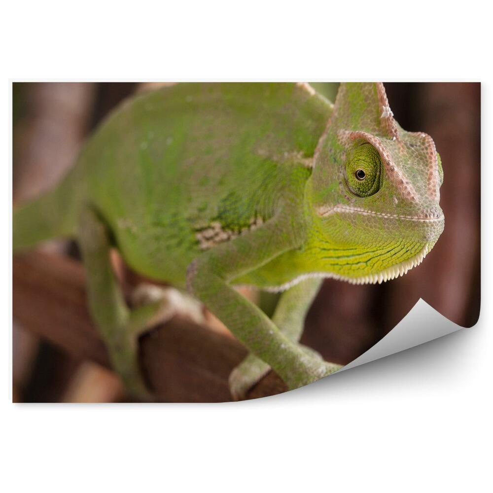 Fototapeta na zeď Zelený chameleon a větvička