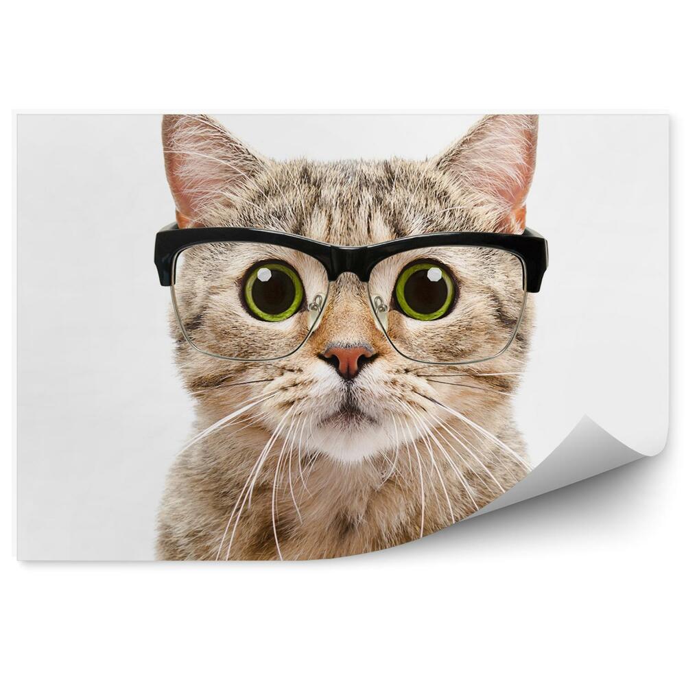 Fototapeta Portrét kočky brýle zelené oči bílé pozadí