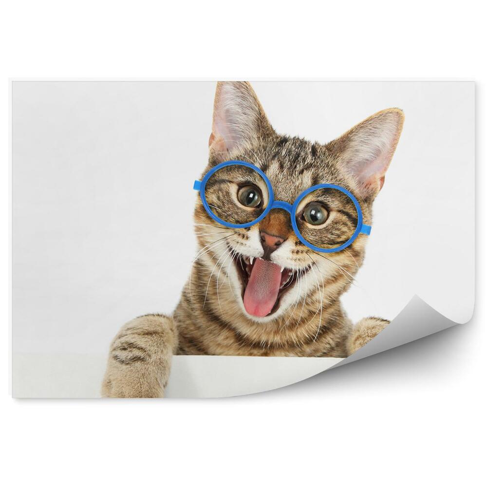 Fototapeta na zeď Šťastná kočka modré brýle úsměv bílé pozadí