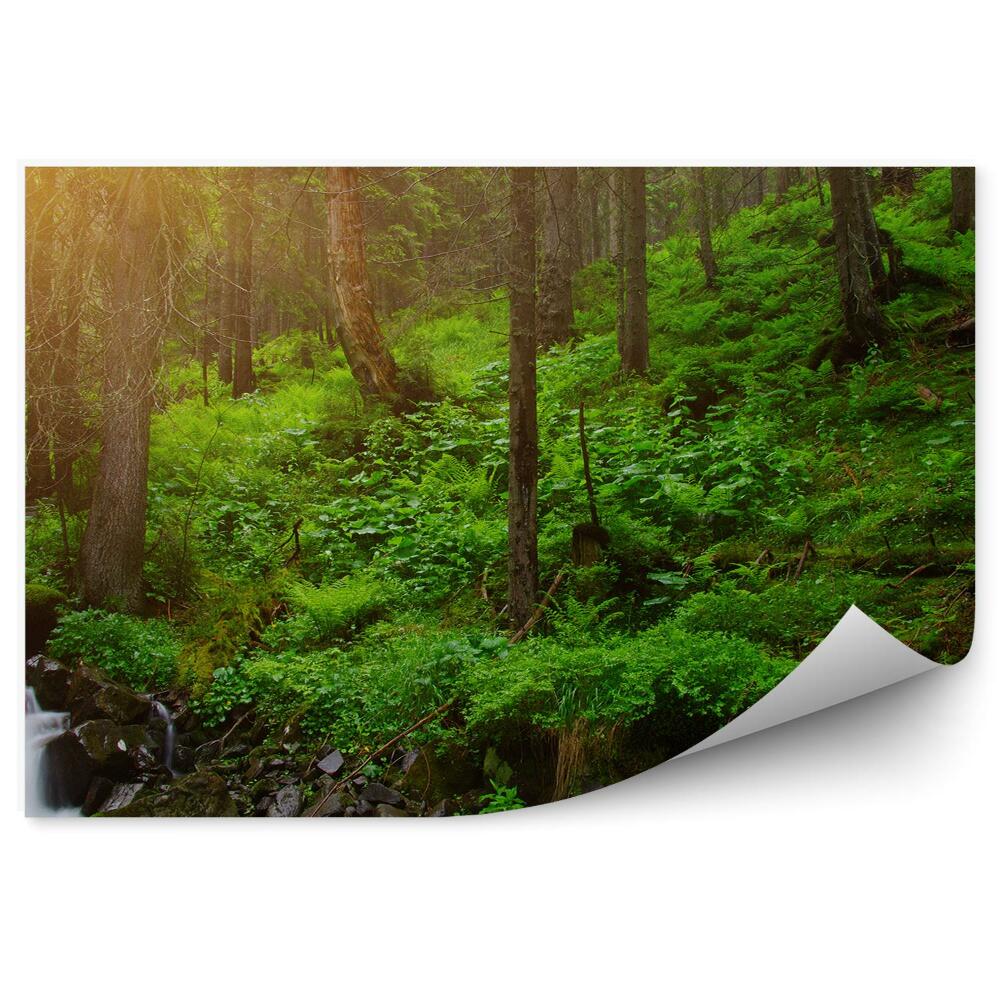 Samolepící fototapeta Stromy v lese kapradiny tráva potok