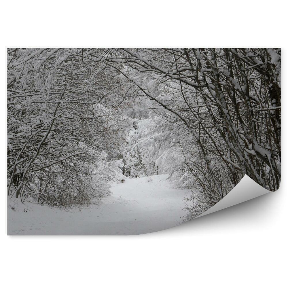 Samolepící fototapeta Sněhový stromový tunel