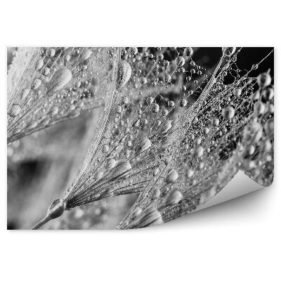 Fototapeta Pampeliška kapka rosy