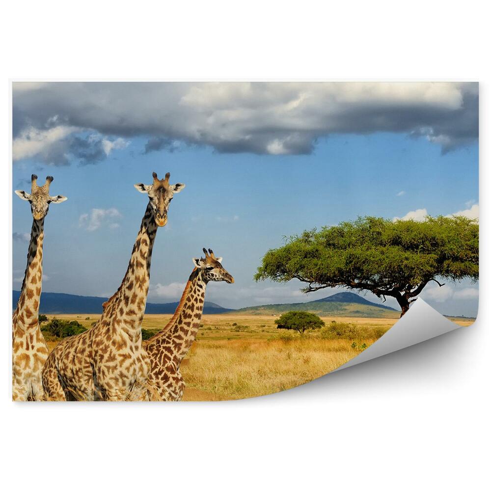 Samolepící fototapeta Žirafy Keňa Afrika vegetace