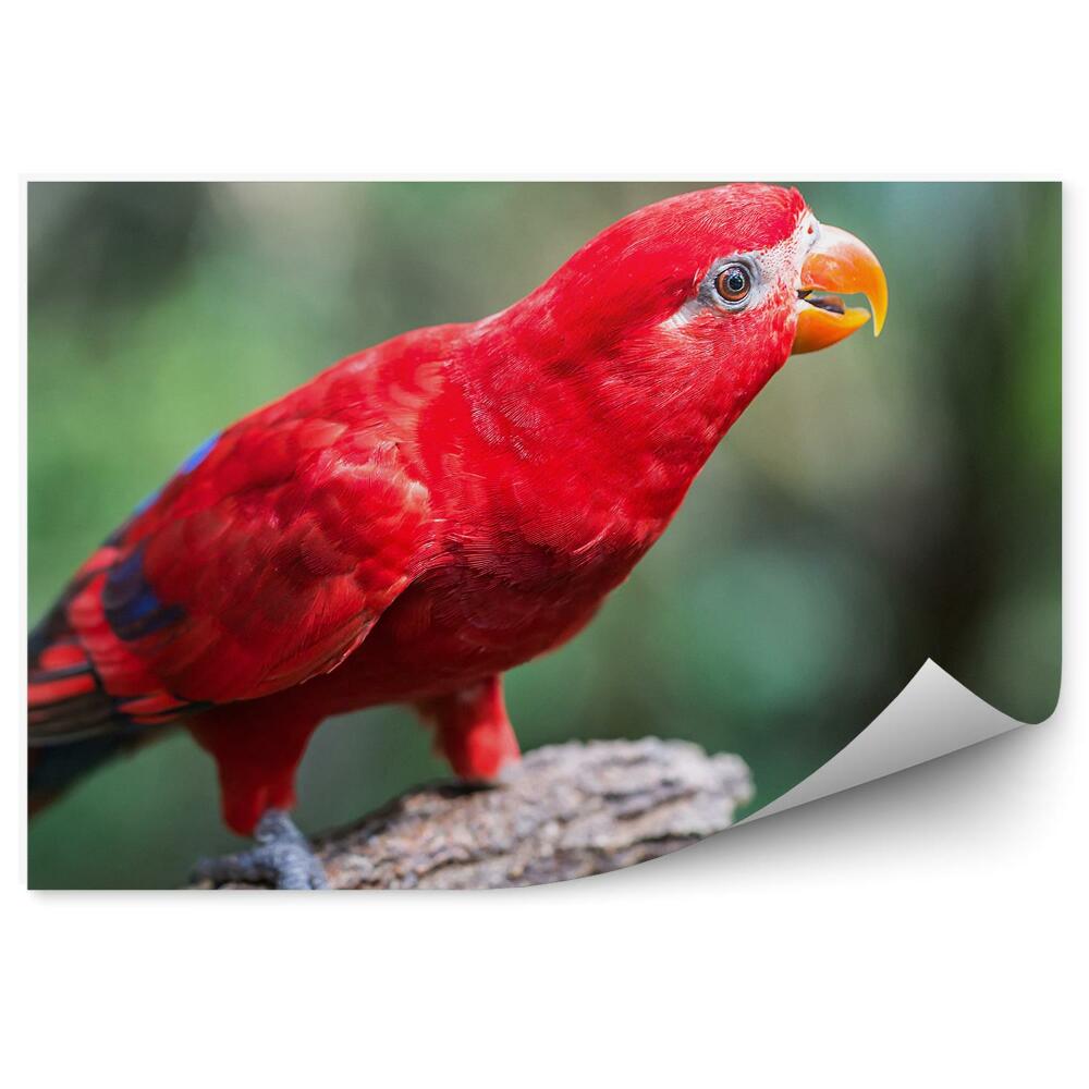 Fototapeta na zeď Papoušek červený na větvi stromu