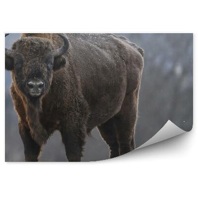 Samolepící fototapeta Zubr na zamrzlé louce