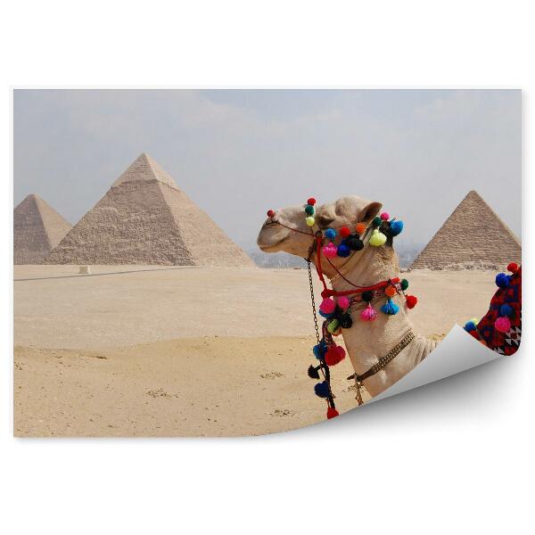 Fototapeta Velbloudí pyramidy Egypt horizont