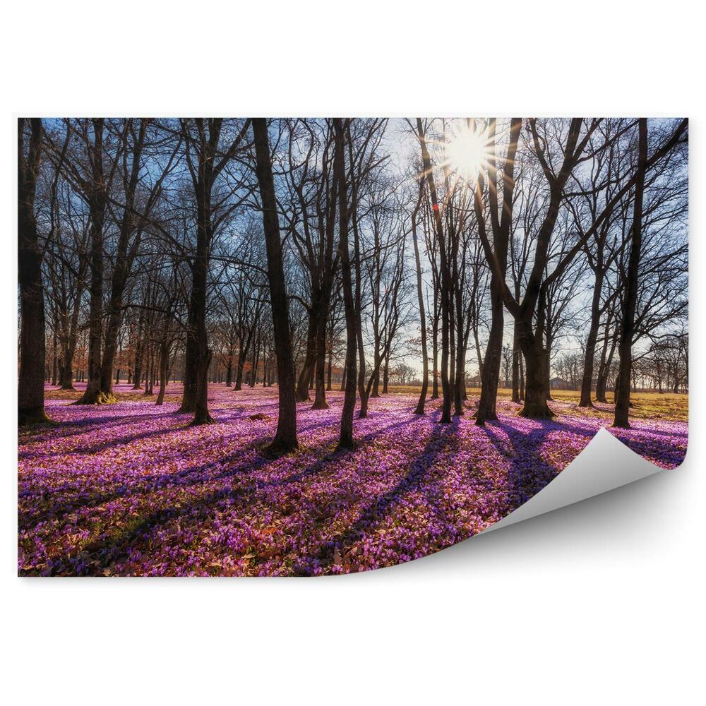 Fototapeta na zeď Slunce les koberec lilie