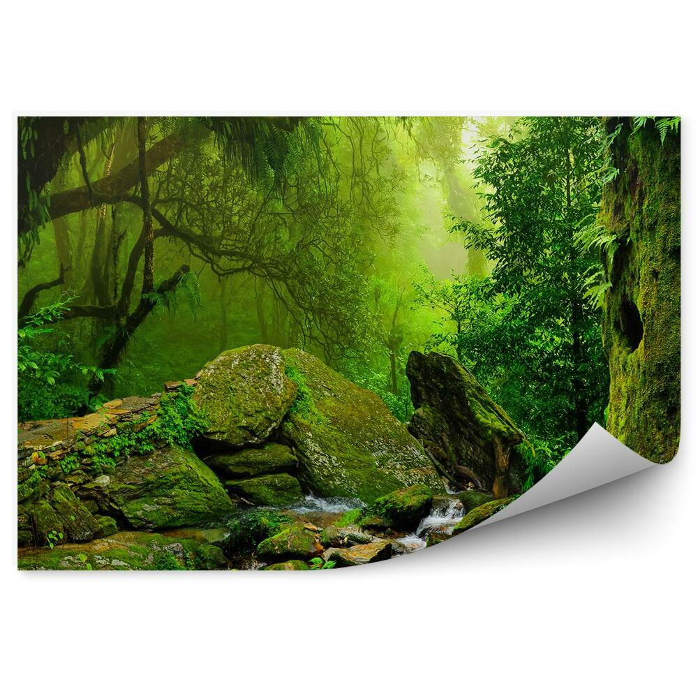 Fototapeta na zeď Džungle zelené přírodní proud kameny