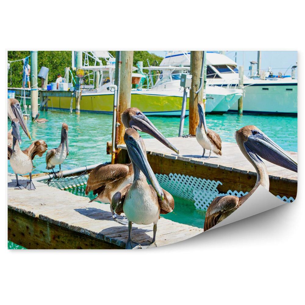 Fototapeta na zeď Pelikáni Florida ptáci lodě přístav