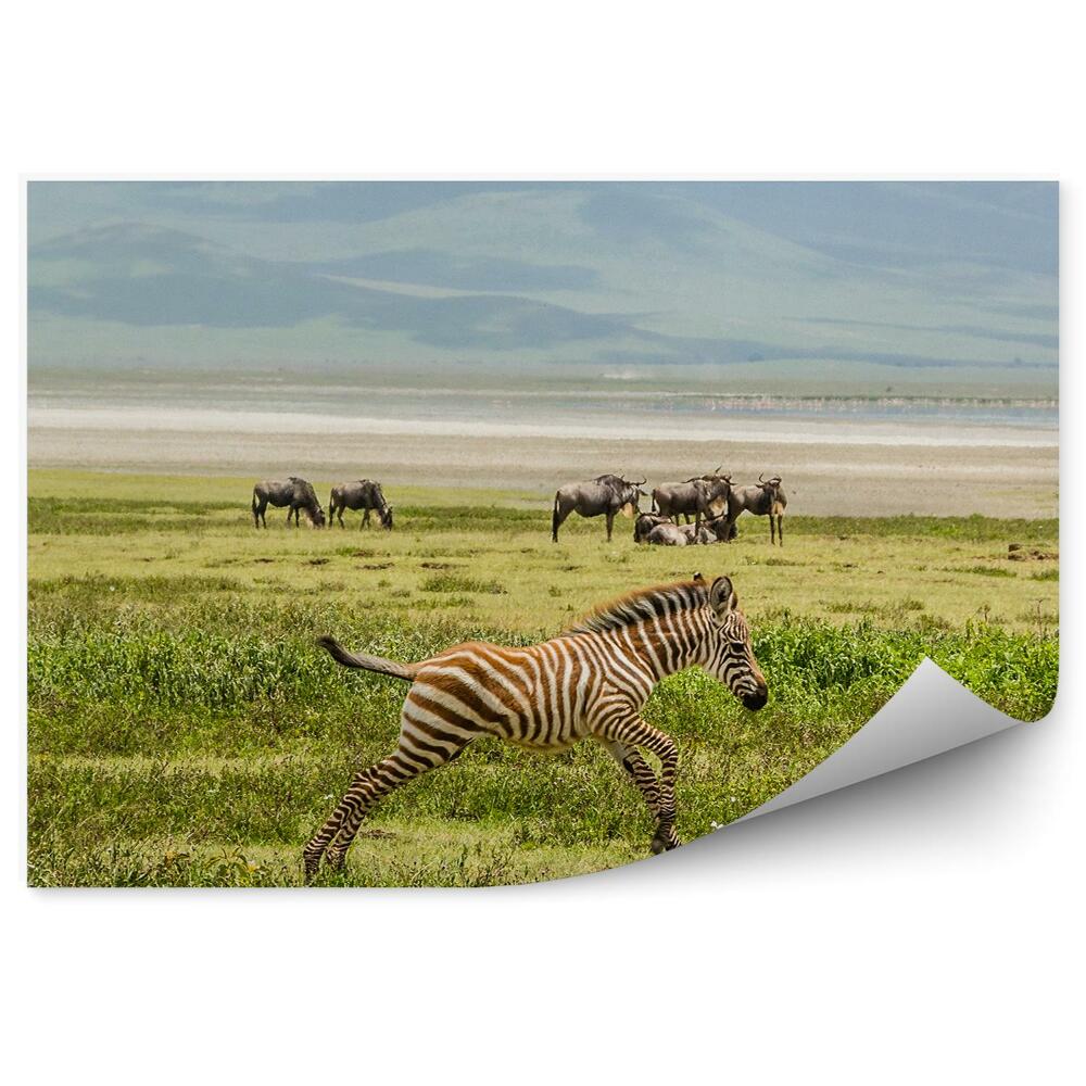 Tapeta Zebra savana stromy keře