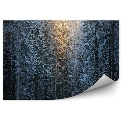 Samolepící fototapeta Zimní borový les