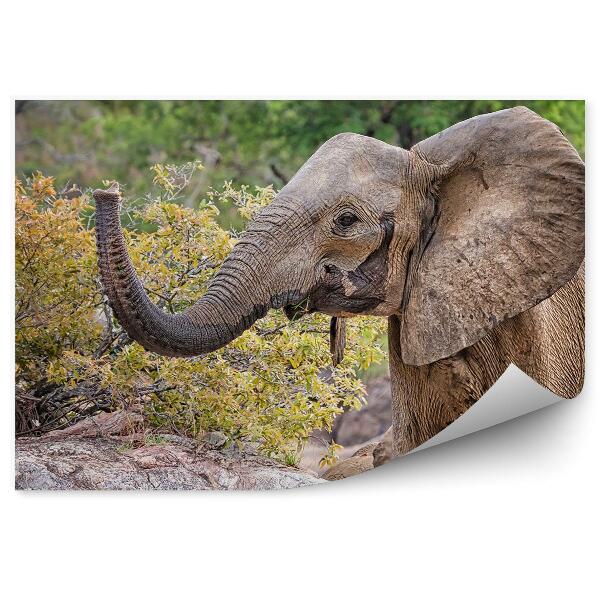 Fototapeta na zeď Malý africký slon skály strom