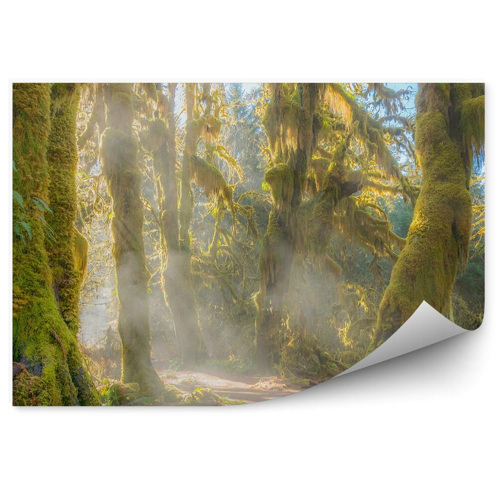 Samolepící fototapeta Lesní cesta stromy mech