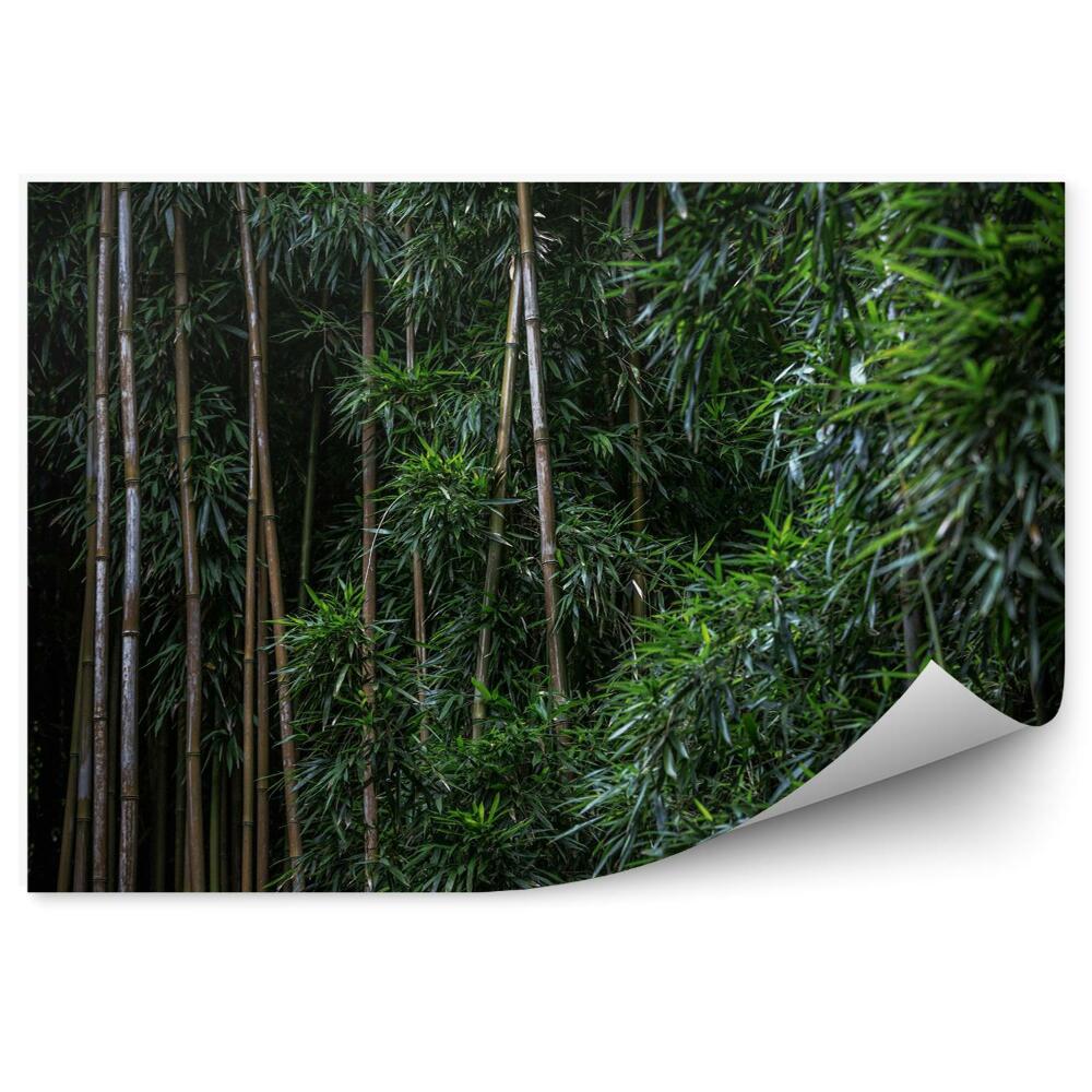 Samolepící fototapeta Zelený bambusový les