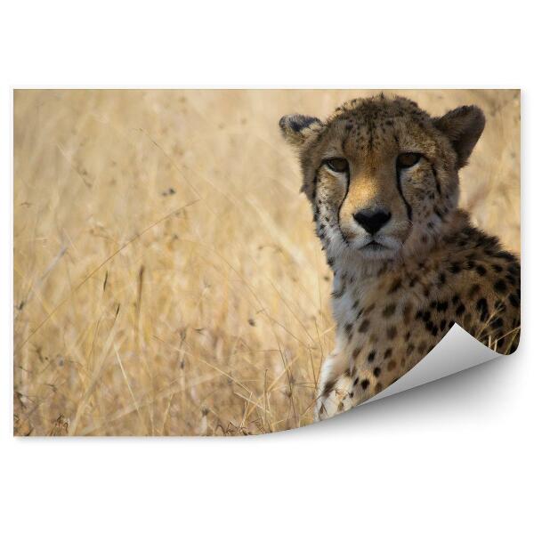 Samolepící fototapeta Gepard mezi travinami