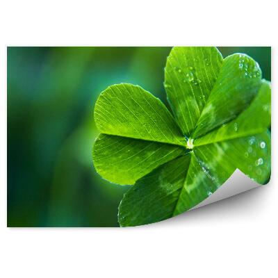 Fototapeta na zeď Čtyřlístek zelená rostlina s kapkami vody
