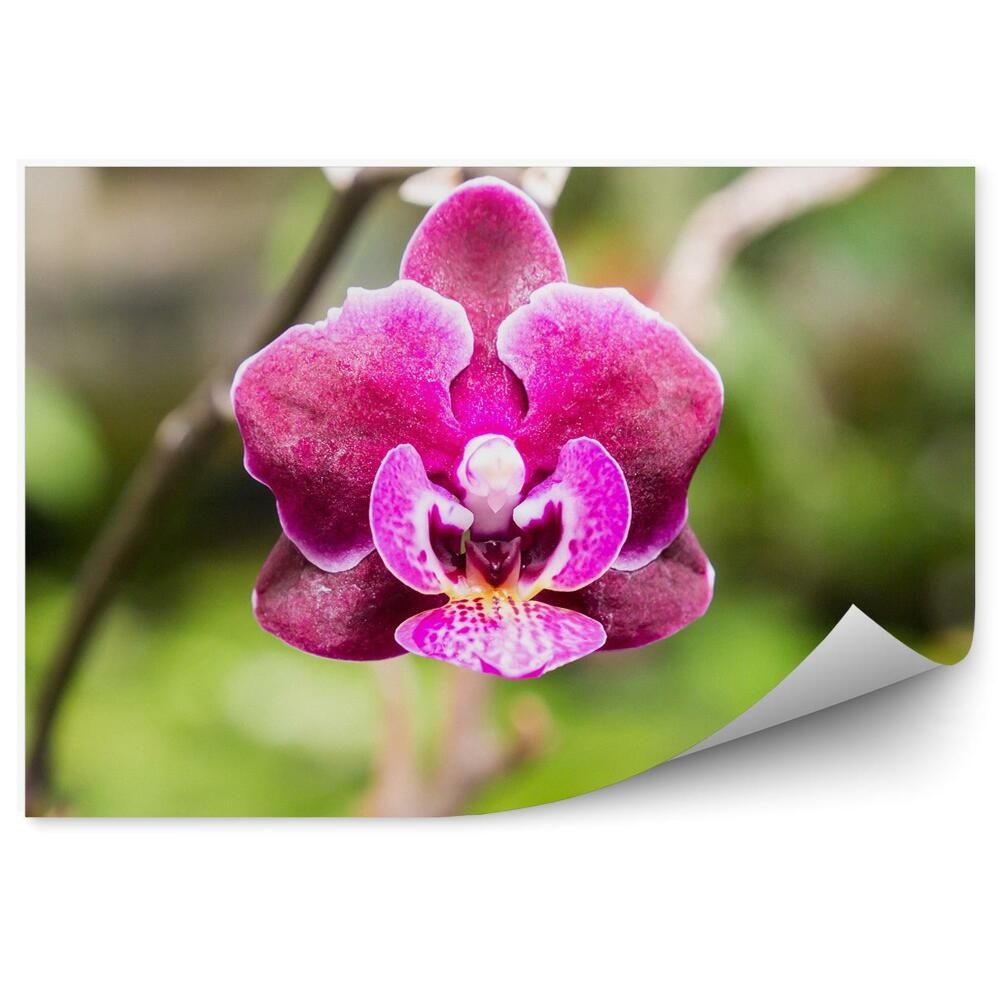 Fototapeta na zeď Růžová orchidej