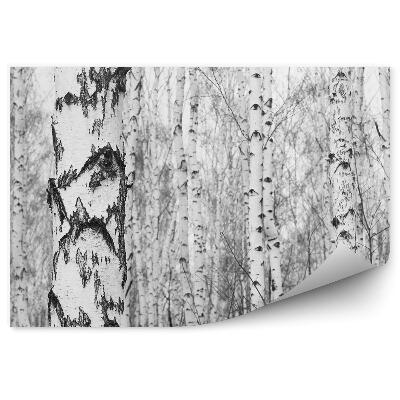 Samolepící fototapeta Černobílý březový les