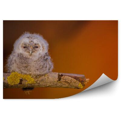 Samolepící fototapeta Mládě sovy pálené na větvi