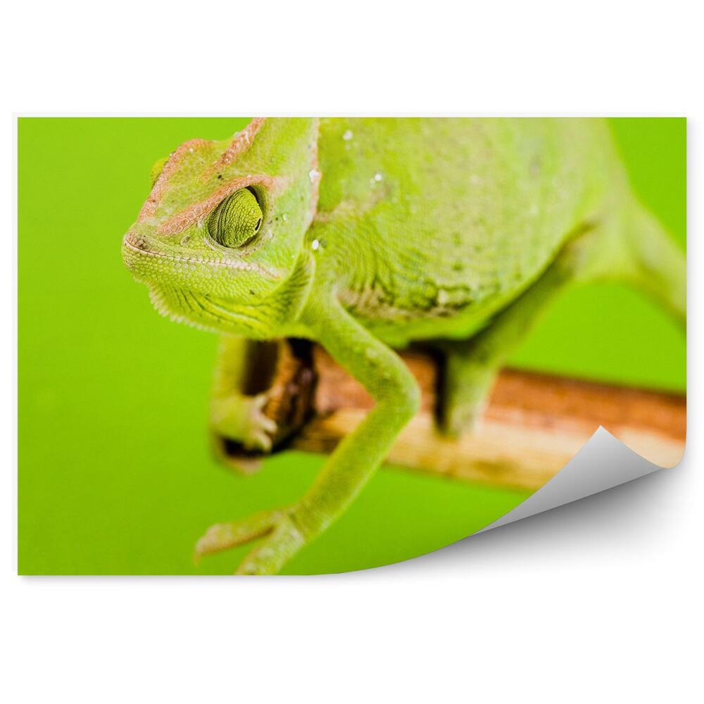 Samolepící fototapeta Zelený chameleon na zeleném pozadí