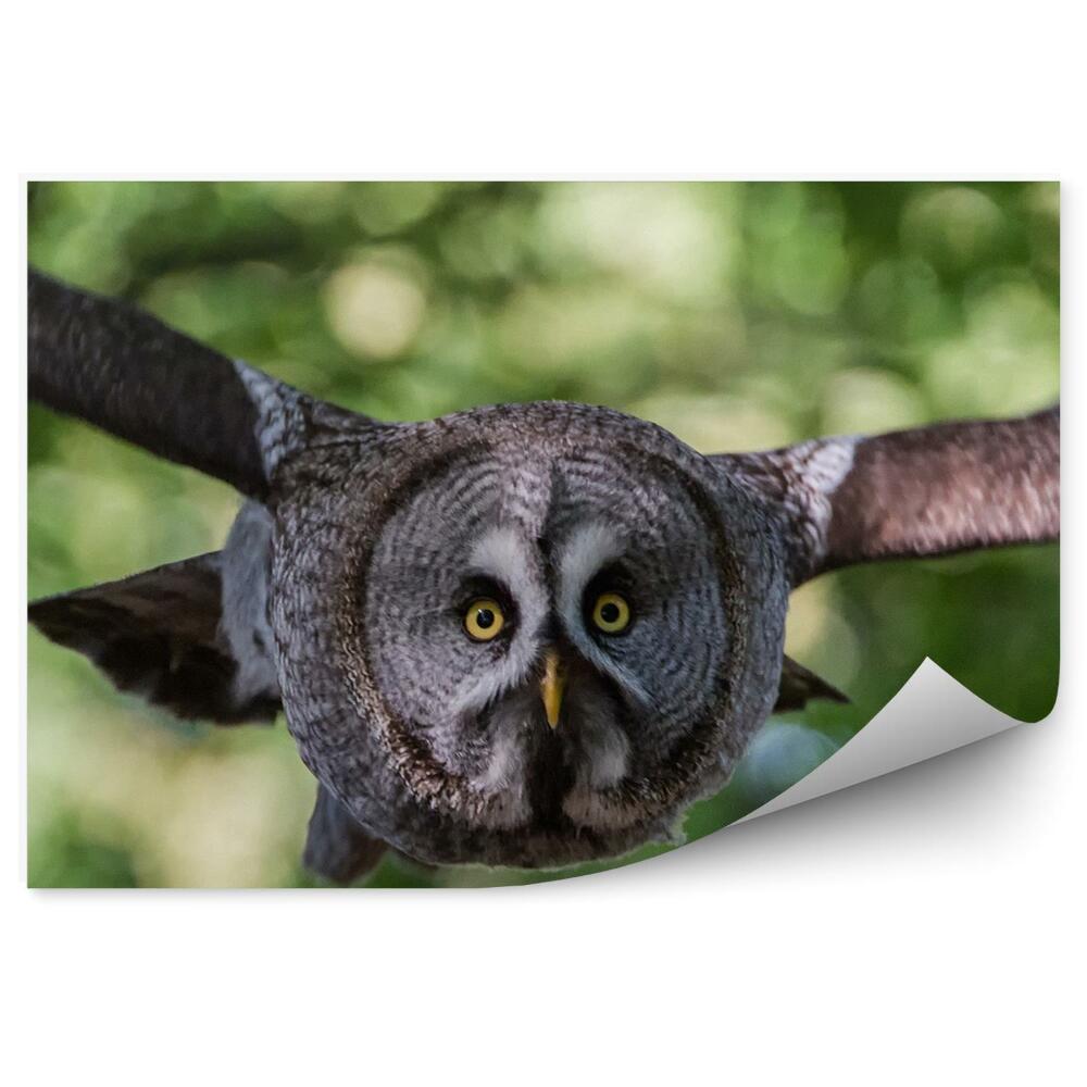 Fototapeta Sova šedá v letu