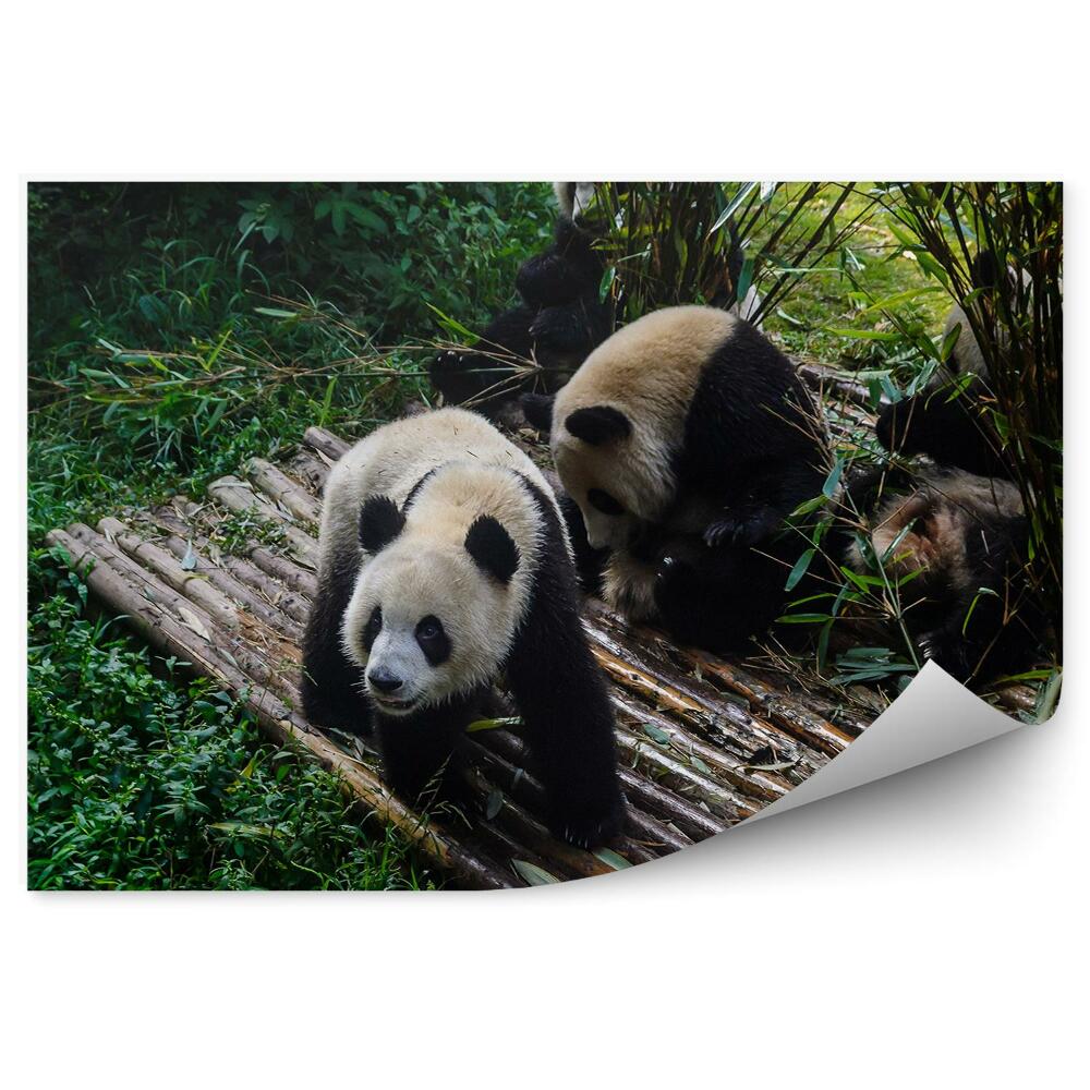 Samolepící fototapeta Panda na bambusové plošině