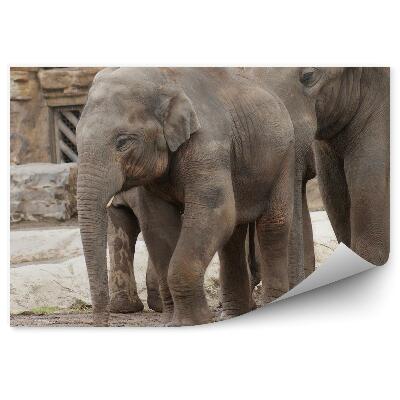 Fototapeta Slon indický