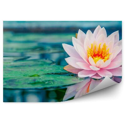 Samolepící fototapeta Růžový leknín rybník