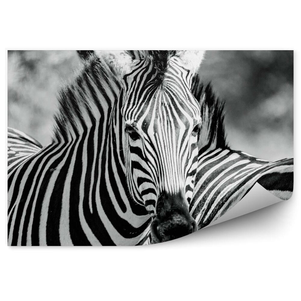 Fototapeta Zebra černobílá