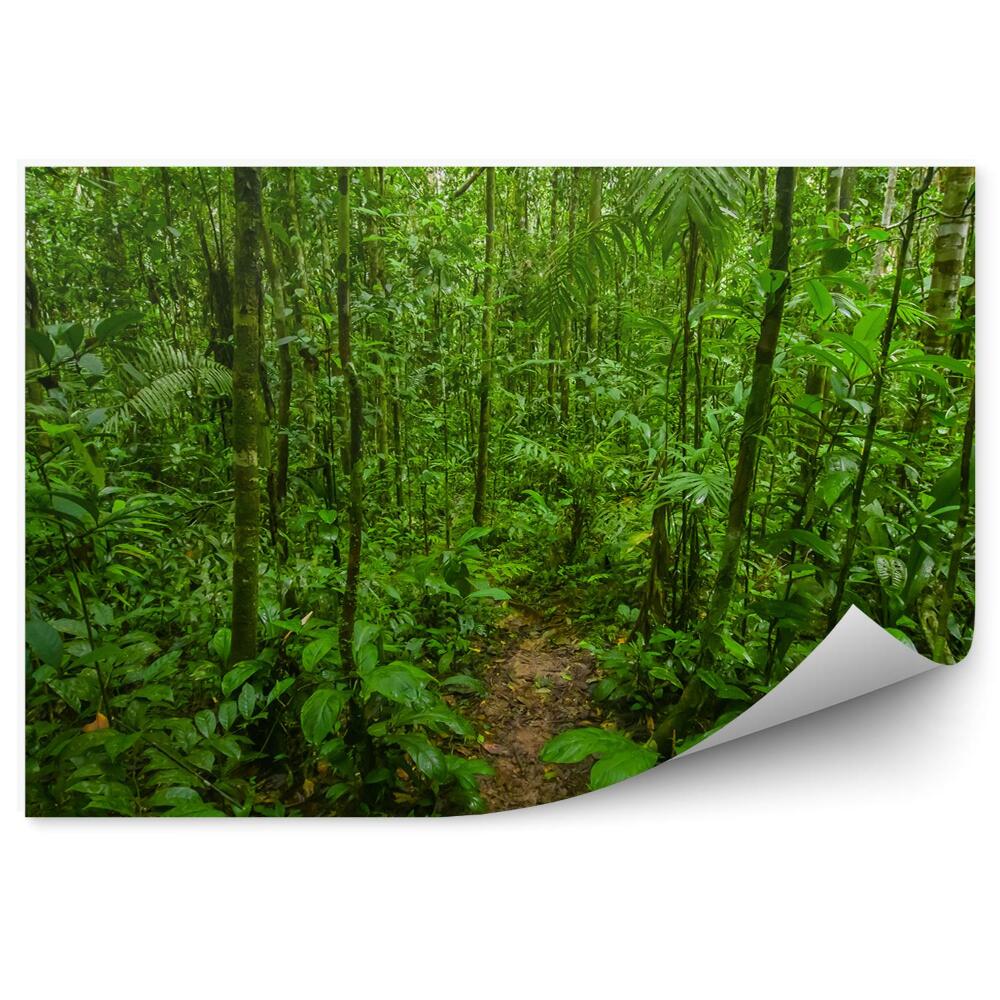 Samolepící fototapeta Amazonská džungle přírodní vegetace