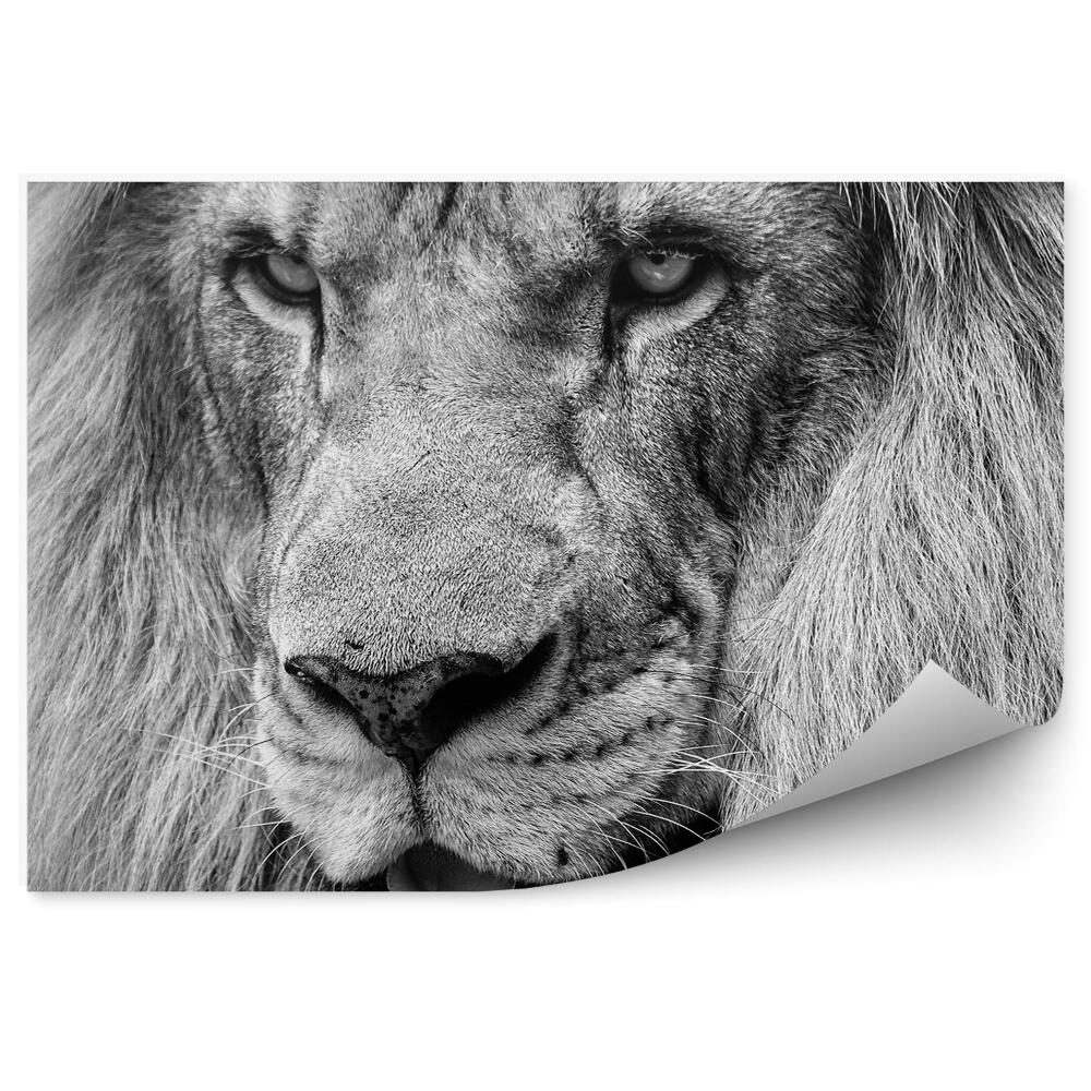 Samolepící fototapeta Černobílý africký lev