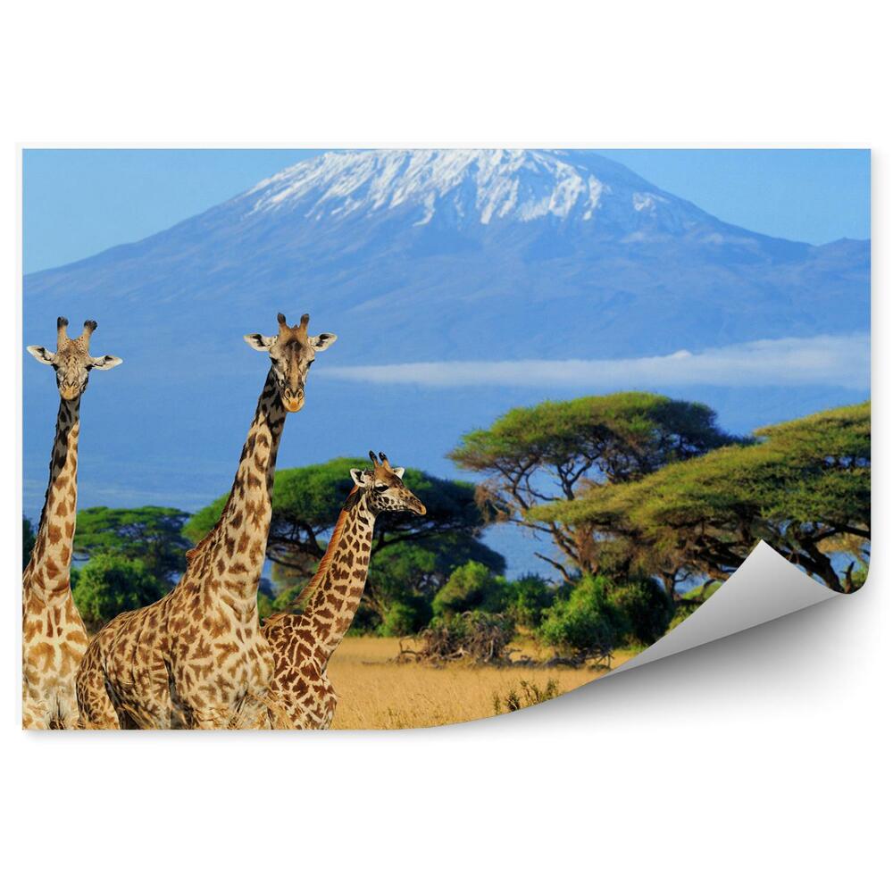 Samolepící fototapeta Keňa národní park příroda žirafy hora