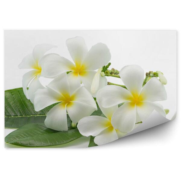 Fototapeta na zeď Tropické květy plumeria bílé pozadí