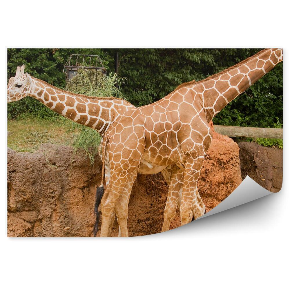 Samolepící fototapeta Dvě žirafy v zoo