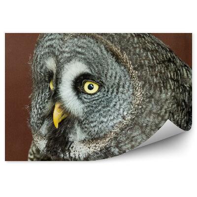 Fototapeta na zeď Sova šedá pohled zblízka