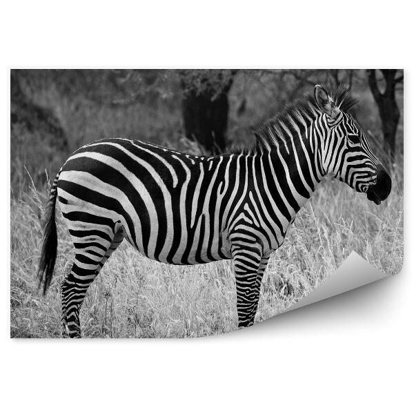 Fototapeta na zeď Zebra na savaně