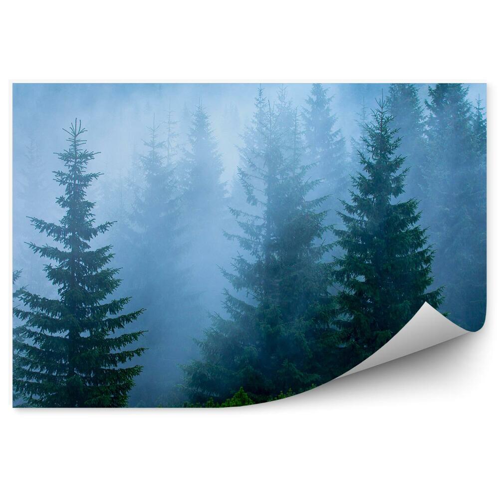 Samolepící fototapeta Mlžný borový les