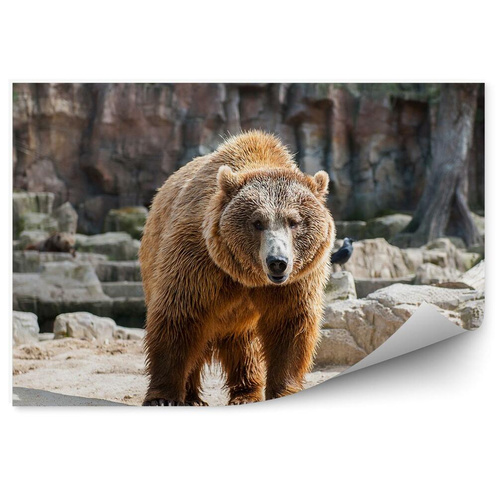 Fototapeta na zeď Medvěd grizzly na skalách