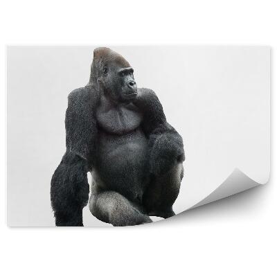 Samolepící fototapeta Sedící gorila na bílém pozadí